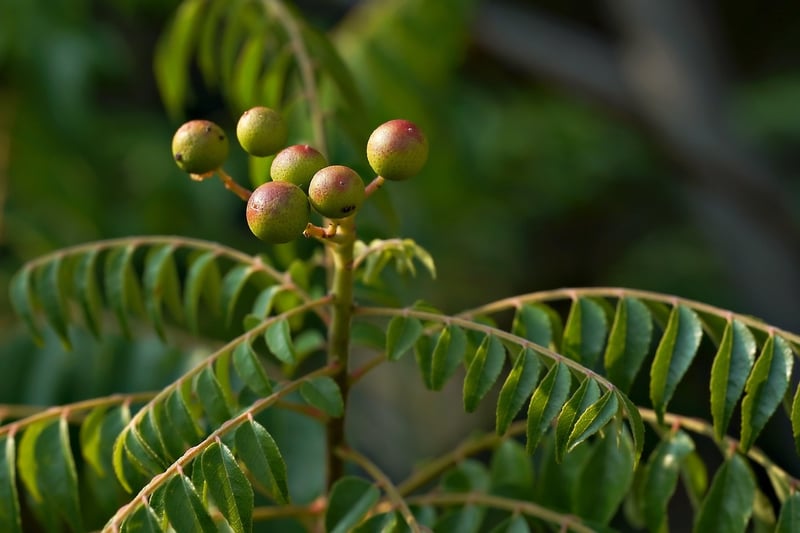 Plant Styling